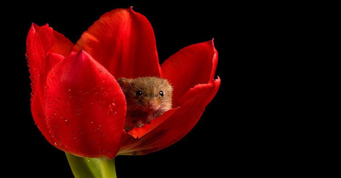  What a beautiful sight: this amazing photographer captured photogenic mice peeking through tulips