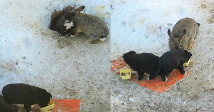  Very interesting story: this rabbit was able to protect 3 lonely puppies, take care of them and feed them