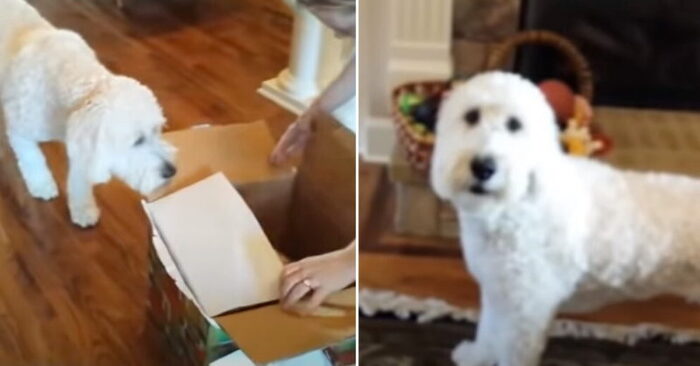  Great story: this dog got a surprise for his birthday, he looks forward to playing with it every day