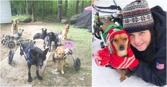  Commendable act: this kind and caring woman really brought great happiness to disabled dogs