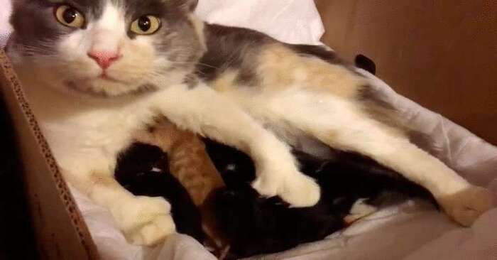  Interesting story: this lonely street cat decided that this couple should adopt her kittens