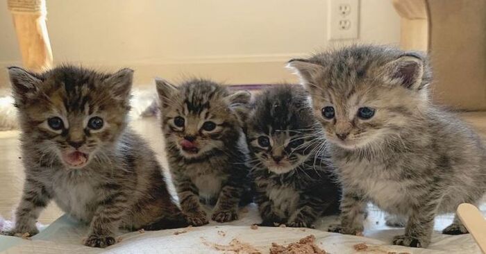  These wonderful little kittens that were left in a cold barn are now in a warm and safe place