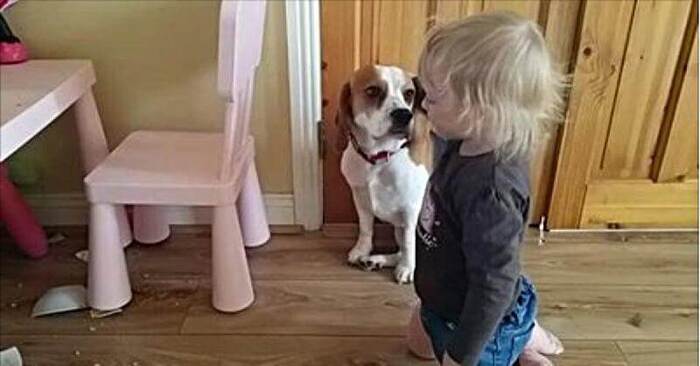  This little girl, who for some reason does not want to punish her dog for breaking her plate, instead comes and hugs her
