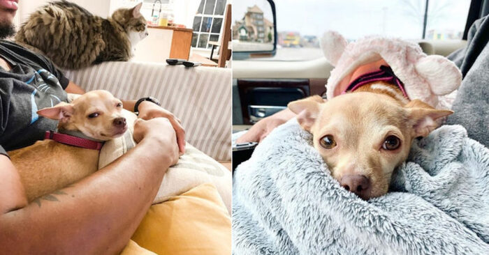  This man used to not want to have a pet, but when his wife chose a dog, he decided to adopt him