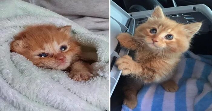  This little, wonderful, sweet kitten wants to stay with the people who rescued him, and that’s the way it is