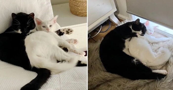  The kitten was tired of being lonely and homeless, so she started to go after a domestic cat