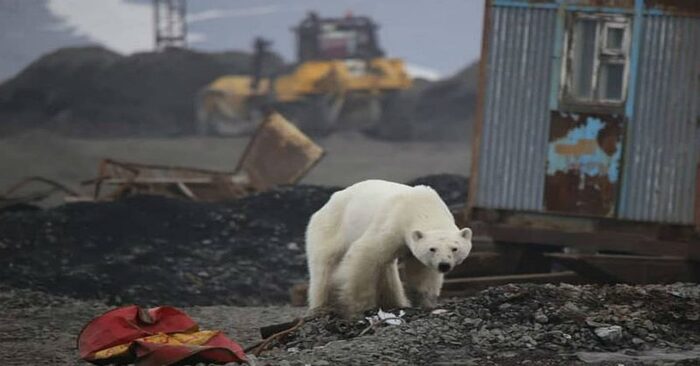  This strong-willed polar bear covered almost 500 km in search of food, but, fortunately, was returned to the wild
