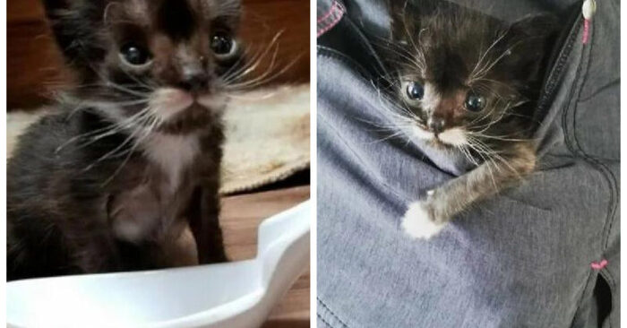  After a long struggle, this little spoon-sized cat managed to overcome everything