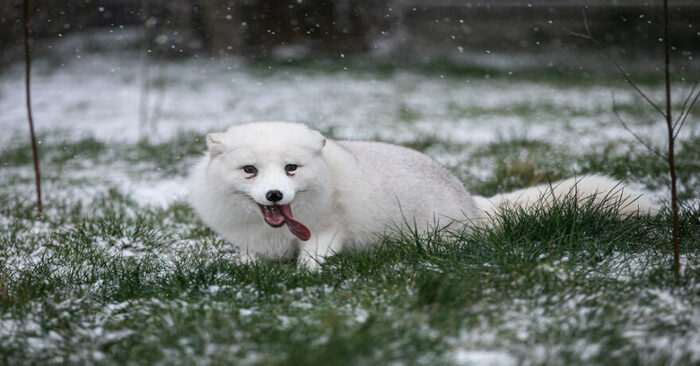  This wonderful snow-white fox cub rejoiced like a child, when he saw snow for the first time in his life