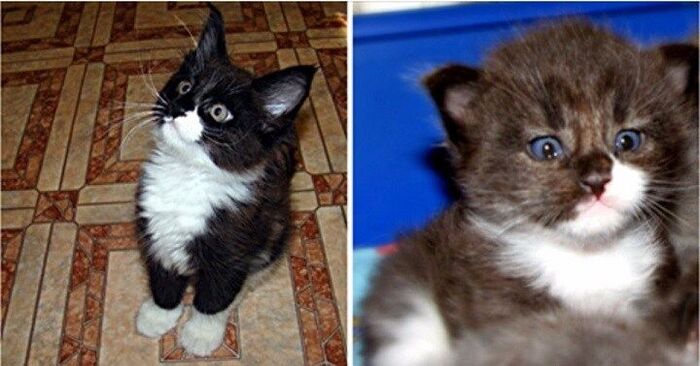  People decided to adopt a small wonderful kitten, but a year later the baby turned into a giant cat