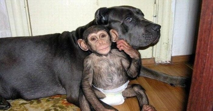  Unexpected story: this little monkey was left an orphan and did not even imagine that he would be adopted by a dog