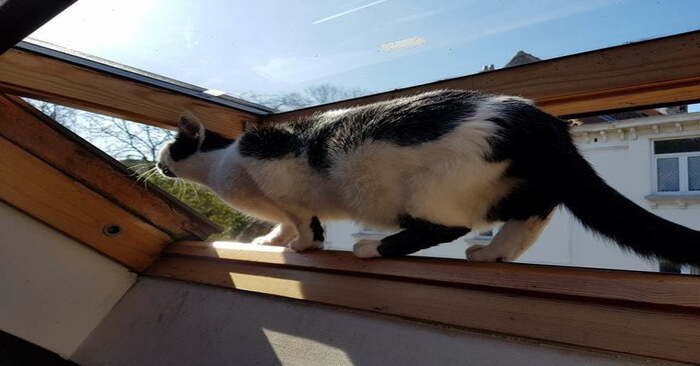  This cat didn’t want to get off the roof, and the cunning owner came up with the idea to bring her home