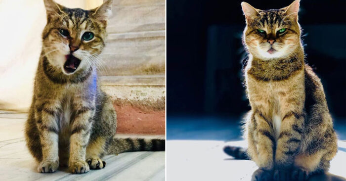 This cute cat is Glee: she is the queen and wonderful guardian of the Cathedral of Hagia Sophia