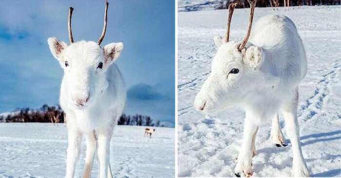  A beautiful snow-white deer seen in the Norwegian forests looks like a character from a fairy tale