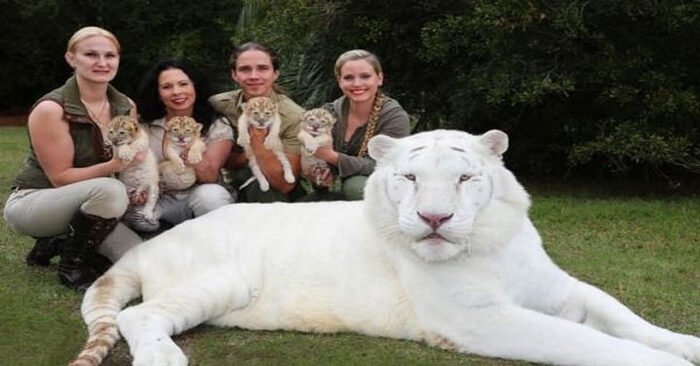  A beautiful story where cubs were born to a white tigress and a lion: this is what they look like