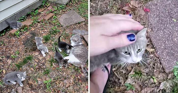  This kind woman tried to convince a cat to bring her kittens so she could feed and take care of them