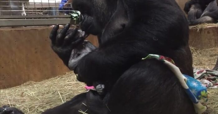  Real beautiful sight: everyone in the zoo watched in fascination as a mother gorilla kisses her newborn baby