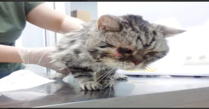  For almost a week, the cat was left without food and water: the story of a surviving cat which is finally lucky
