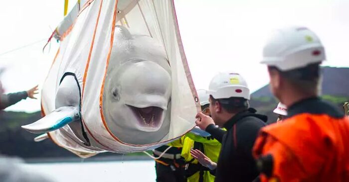  Amazing story: these unique beluga whales never stopped smiling, they were saved from performing in the show
