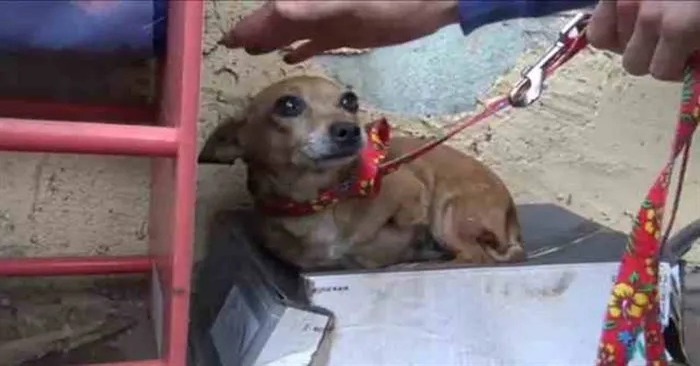  This poor lonely dog was living in a shoe box then the kind couple didn’t want to leave the dog in that condition