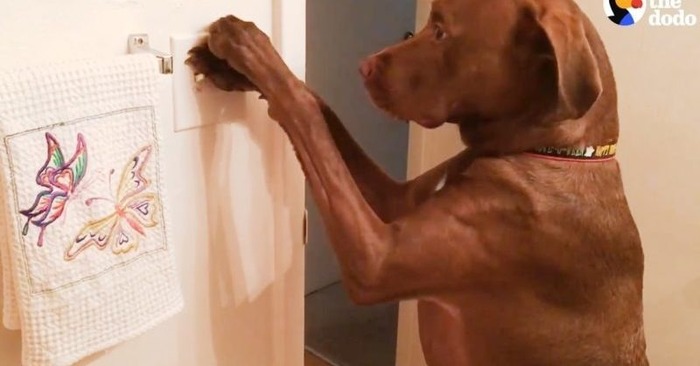  As smart as animals can be, this cute dog helps his disabled owner with all the housework