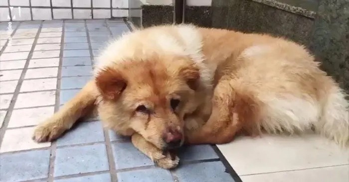  Indescribable loyalty: this wonderful dog waited for his master in the subway for 12 hours