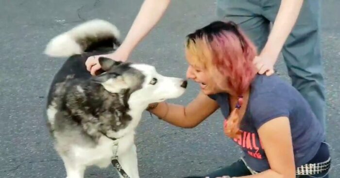  Amazing reunion: after nearly 2 years, this woman is finally reunited with her lost dog