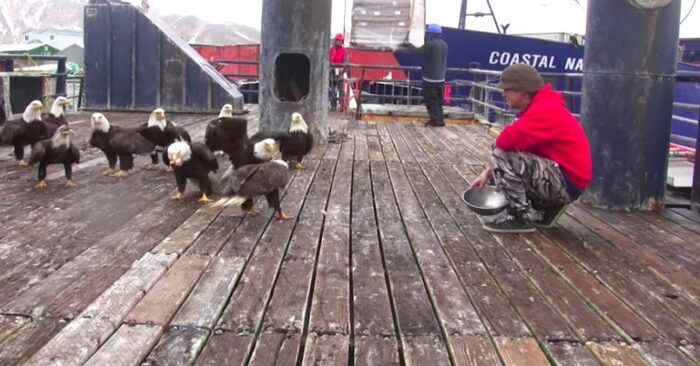  A kind and caring fisherman fed a flock of eagles roaming the boat deck while fishing