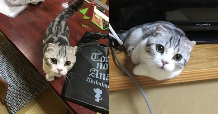  Here’s a clever idea: a Japanese hotel came up with using cats to have more guests