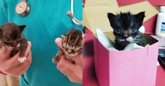 This wonderful kitten was the smallest among his brothers and sisters, but he was different from all of them
