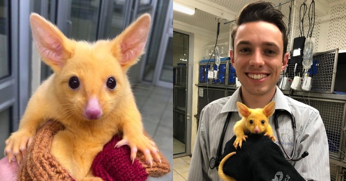  How funny this little miracle looks: this creature really looks like Pikachu from the cartoon