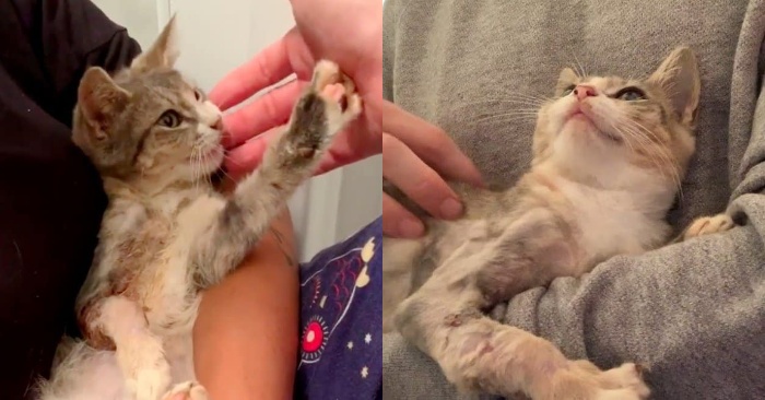  It was simply impossible to leave the kitten in this state: the boy saved a lonely cat with an injured paw