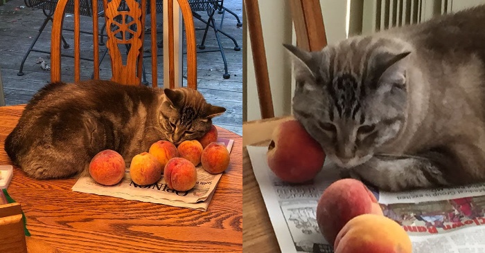  This wonderful cat loves peaches very much: he attracted the attention of Internet users with his uniqueness