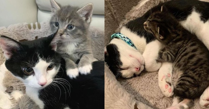  A kind story: this wonderful caring cat used to be an orphan, now he is a wonderful guardian for other kittens