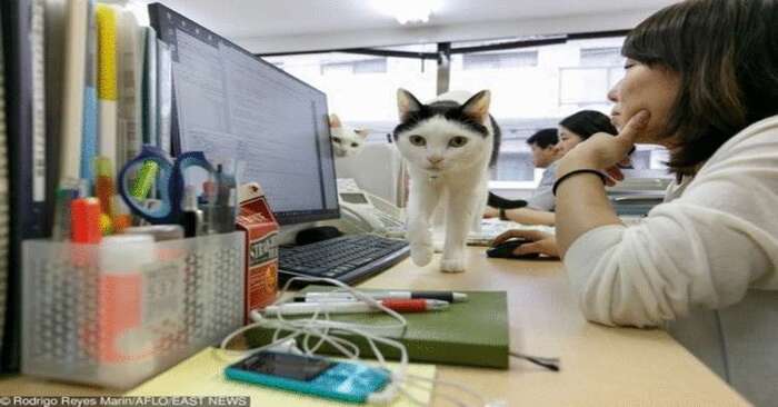  Great work environment: Japanese company lets everyone bring their cats to work