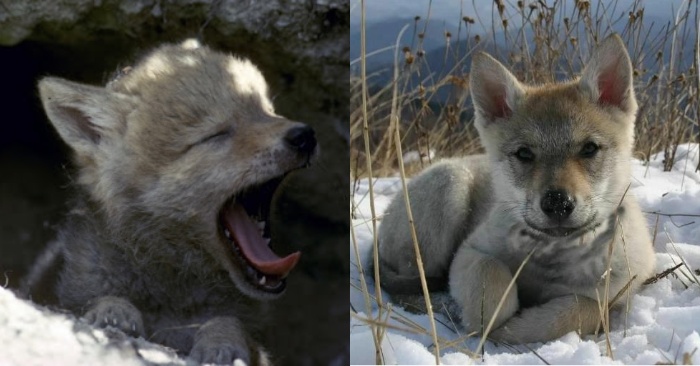  This kind grandmother was able to save a wolf cub from a trap, and years later he repaid her grandma