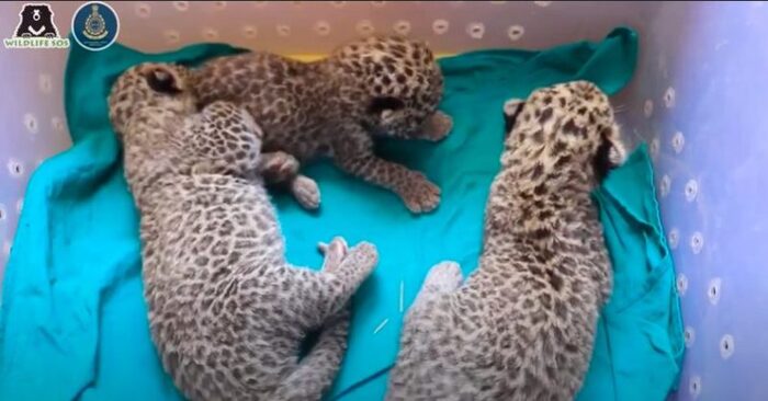  All these wonderful babies were healthy: an exciting reunion of a mother leopard and her cubs