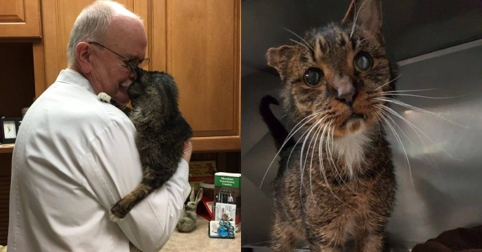  This lonely and homeless cat with one ear finally found a wonderful family where his life became happy