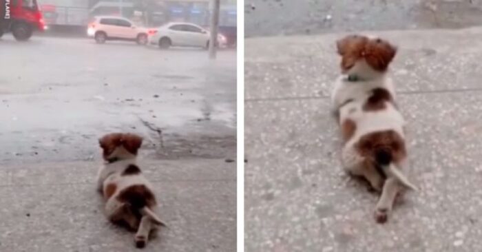 What a cute story: this wonderful little dog is very cute lying on the ground and watching as it rains
