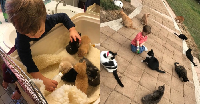  This kind and caring boy loves cats very much, every time he feeds kittens at the shelter with his mother
