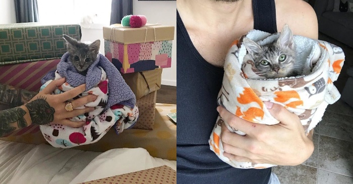  An interesting story: every time after eating this wonderful kitten was wrapped in a towel