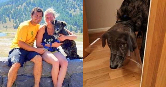  This couple adopted a stray dog while traveling to give her to a shelter after journey, but they couldn’t leave her