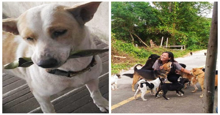  Amazing animal cunning: this lonely street dog “bribes” a volunteer to eat food first