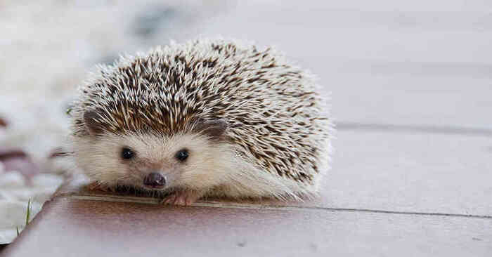  An interesting battle: a greedy hedgehog against a stubborn cat and it is not known which of them will emerge victorious