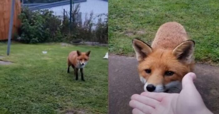  An interesting case: 2 foxes ran away from the hunters to a neighboring yard and became close to the local owners