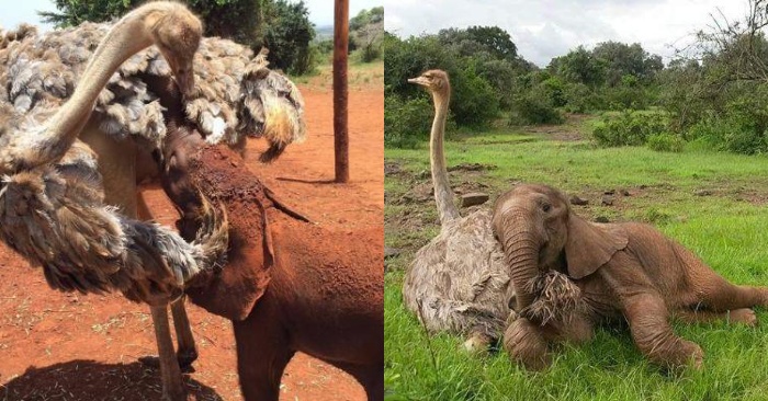  This poor lonely orphaned elephant is very happy to come and hug his best friend the ostrich every day