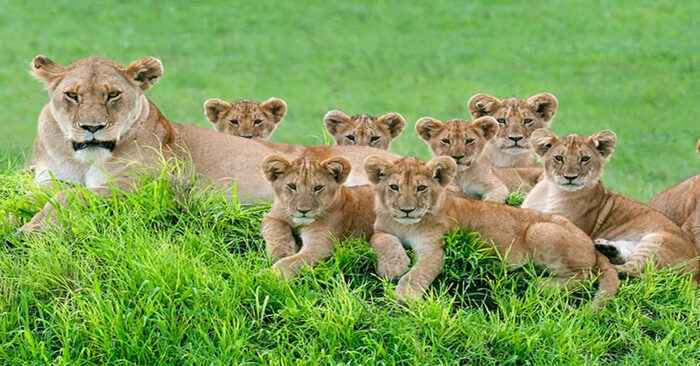  This unique family of lions seemed to make a wonderful family photo pose: super photos