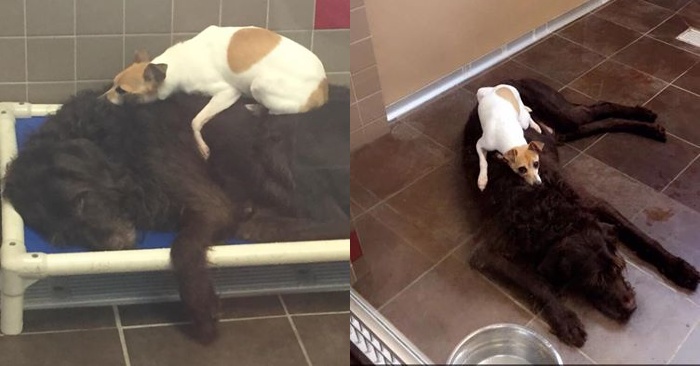  These two lonely dogs could not be separated from each other, so the shelter staff decided to go against the law