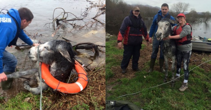  This rescue team managed to save a donkey during a flood that was smiling of joy without interruption