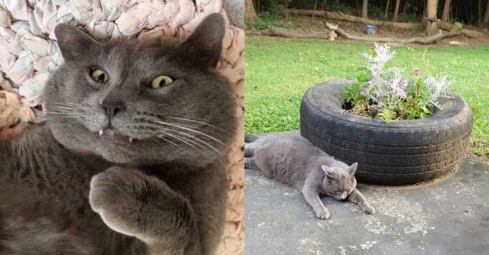  This woman spent a year trying to attract the attention of a street cat, after which the cat became a giant pet